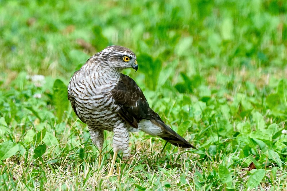 Sperber (Accipiter nisus)