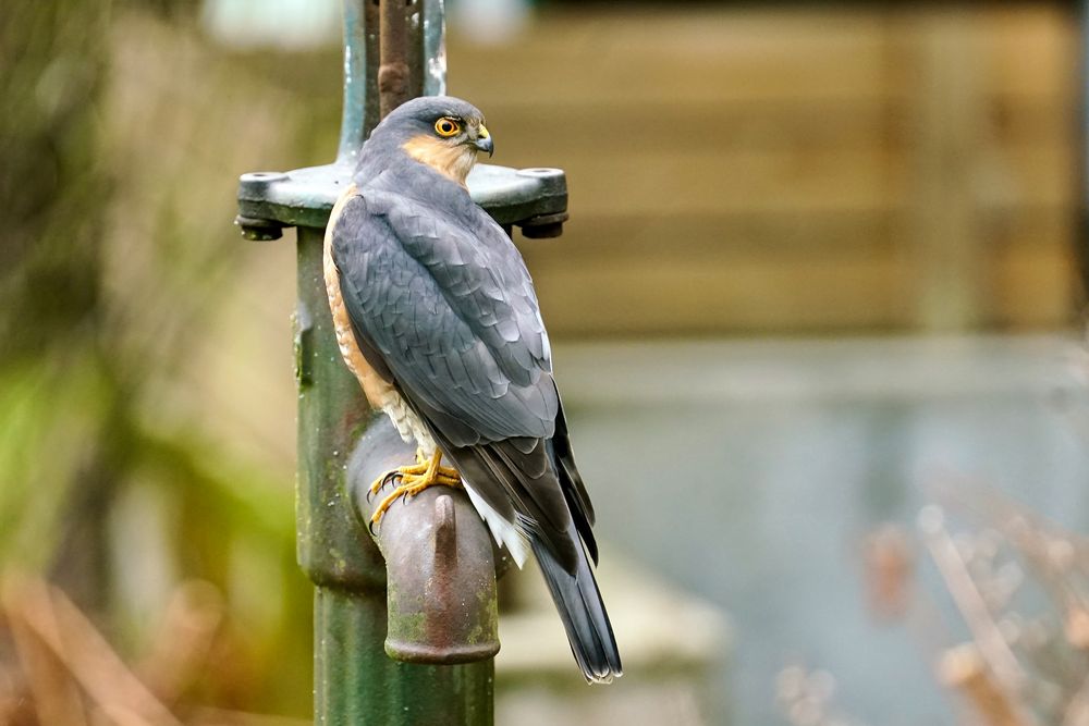 Sperber (Accipiter nisus)