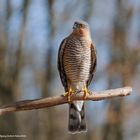 -- Sperber --  ( Accipiter nisus )