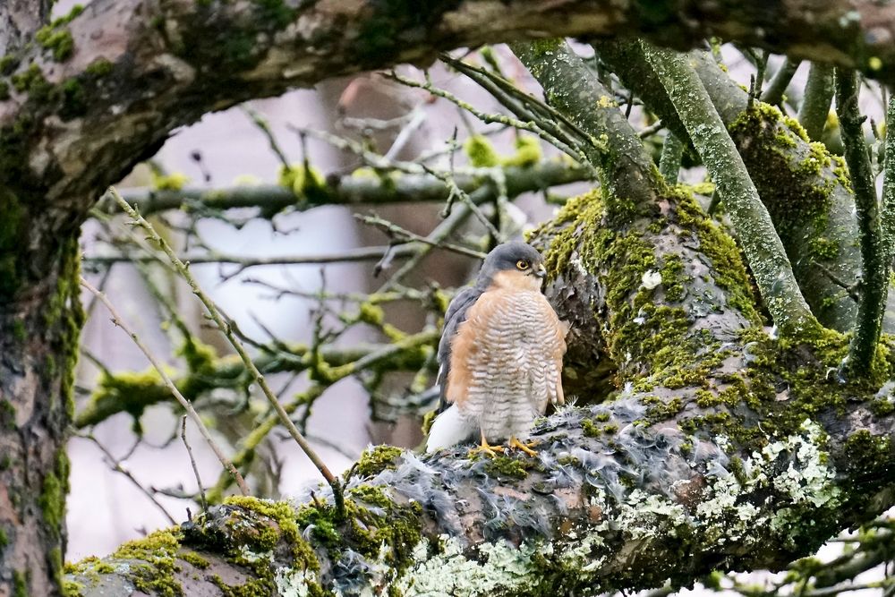 Sperber (Accipiter nisus)...