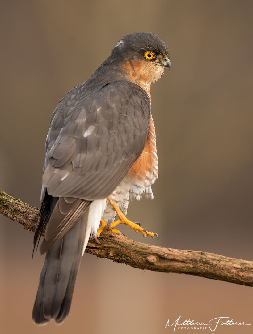 Sperber (Accipiter nisus) 