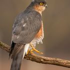 Sperber (Accipiter nisus) 