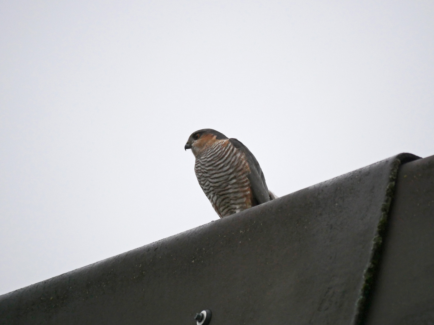 Sperber - Accipiter nisus