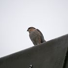 Sperber - Accipiter nisus