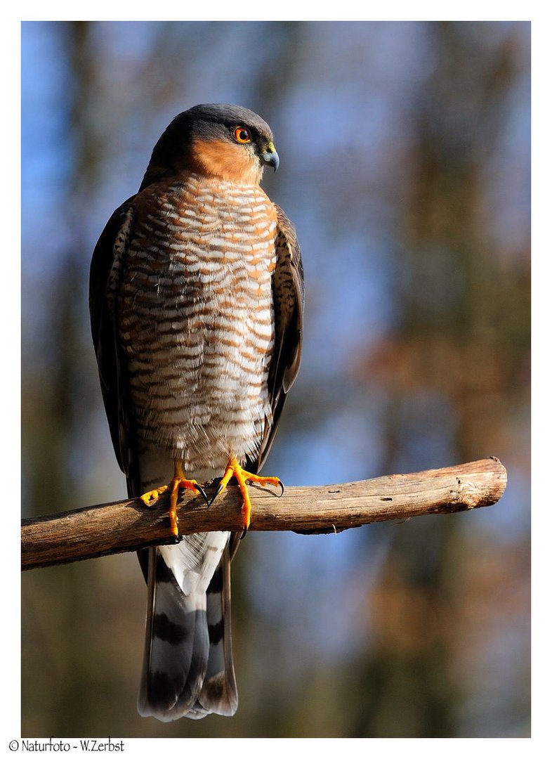 -- Sperber -- ( Accipiter nisus )