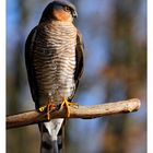 -- Sperber -- ( Accipiter nisus )