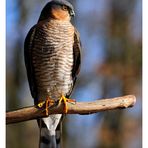 -- Sperber -- ( Accipiter nisus )