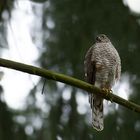 Sperber (Accipiter nisus)...