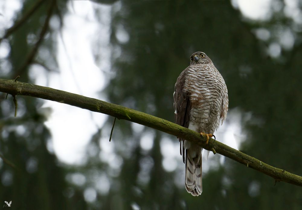 Sperber (Accipiter nisus)...