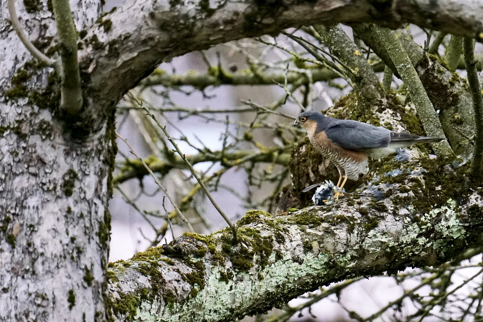 Sperber (Accipiter nisus) 