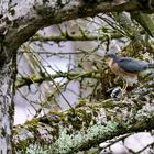 Sperber (Accipiter nisus) 