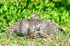 Sperber (Accipiter nisus)