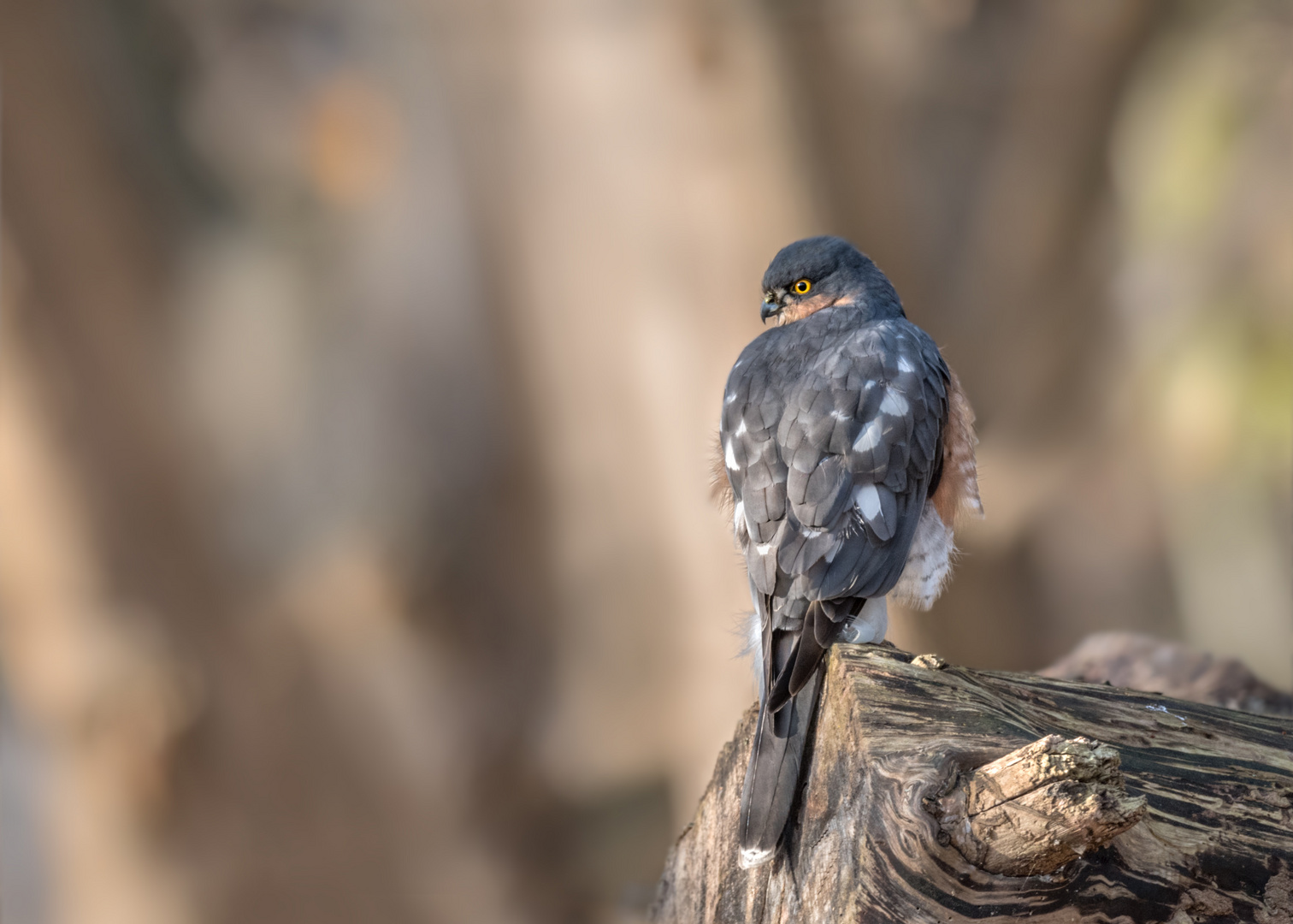 Sperber (Accipiter nisus) 