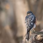 Sperber (Accipiter nisus) 