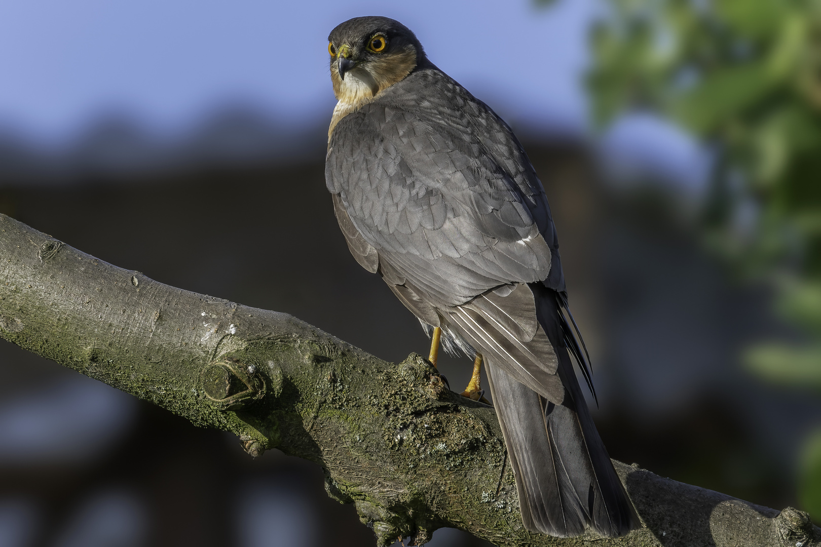 Sperber (Accipiter nisus)