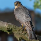 Sperber (Accipiter nisus)