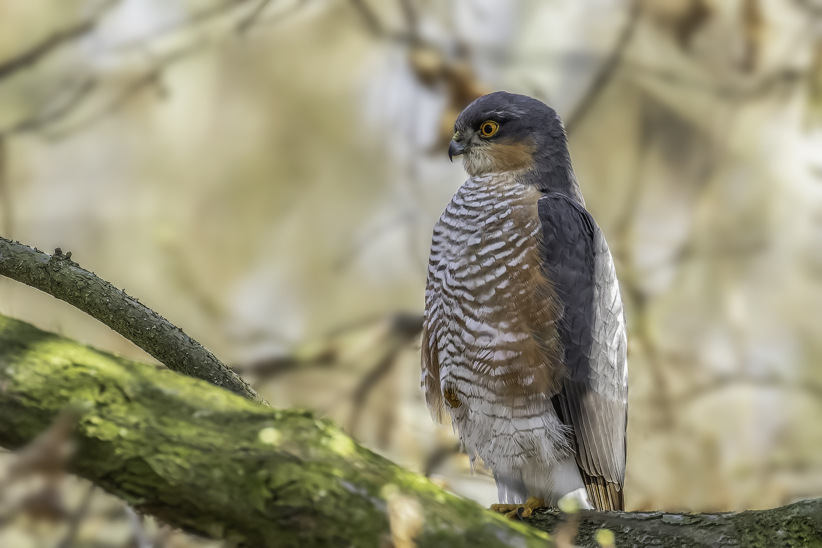 Sperber (Accipiter nisus)