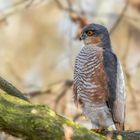 Sperber (Accipiter nisus)