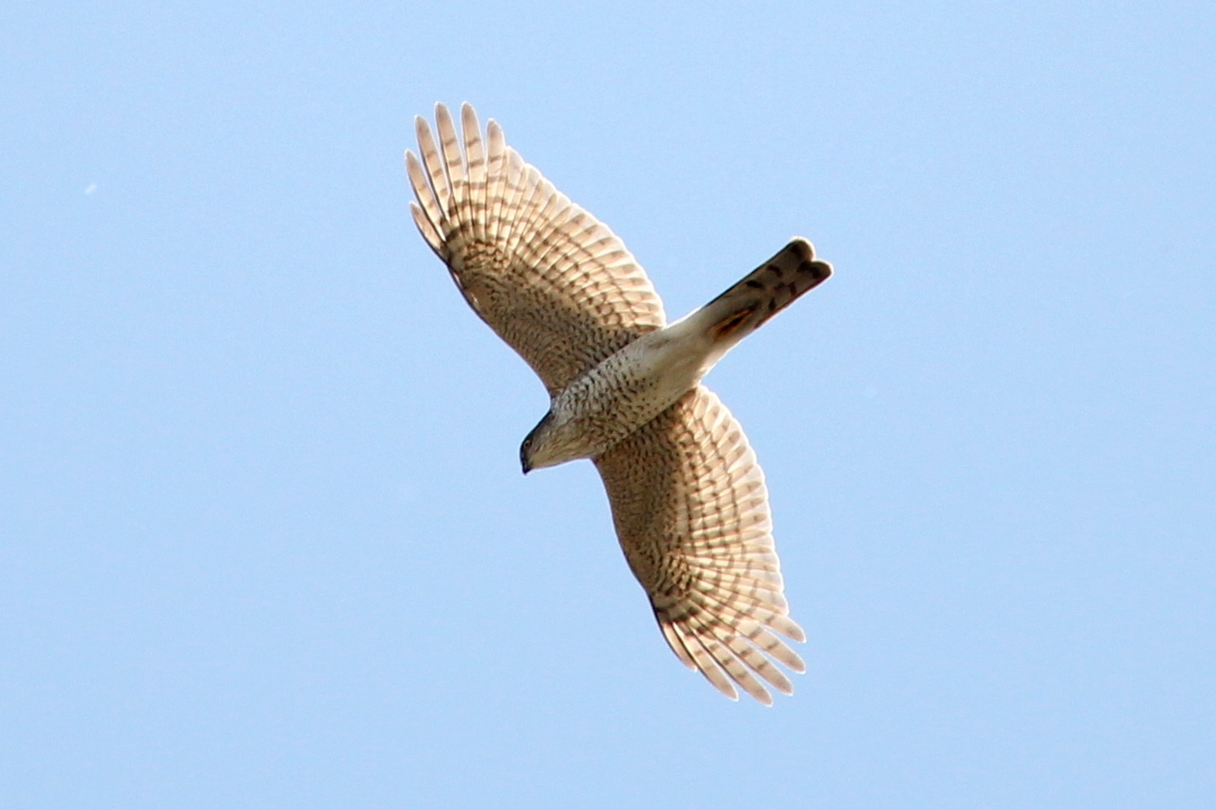 Sperber (Accipiter nisus)