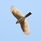 Sperber (Accipiter nisus)