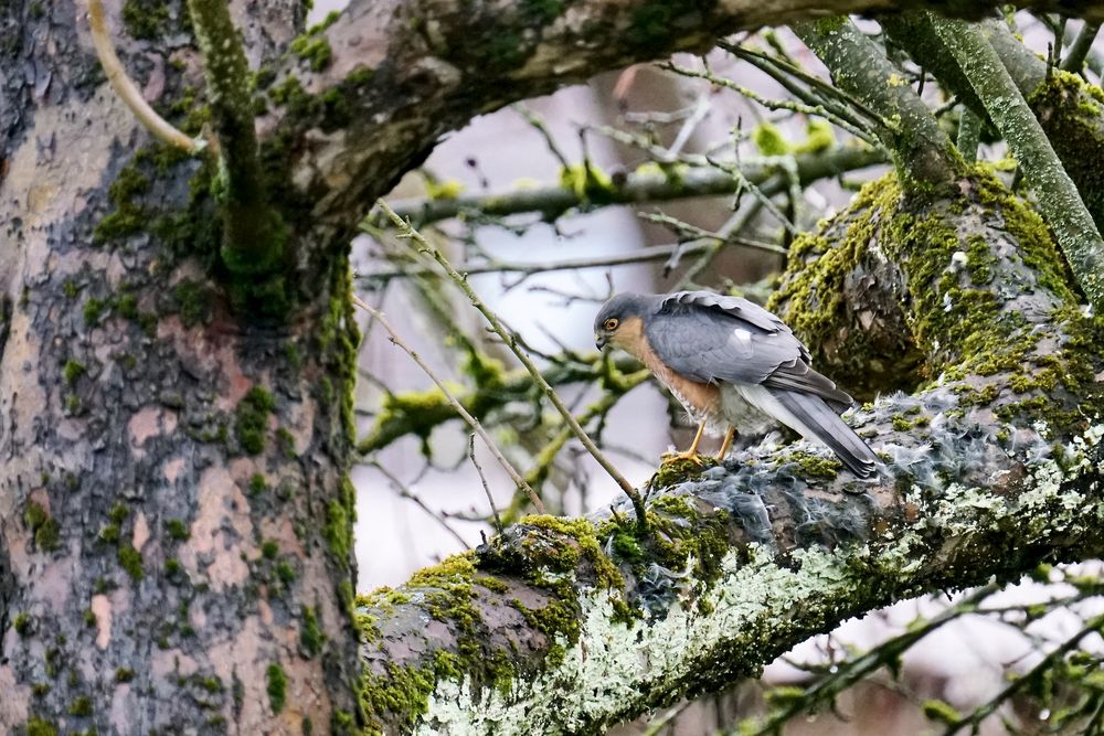 Sperber (Accipiter nisus)...