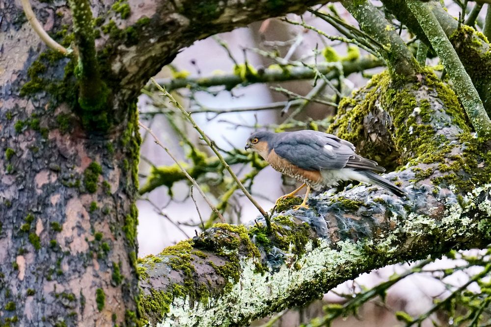 Sperber (Accipiter nisus)...