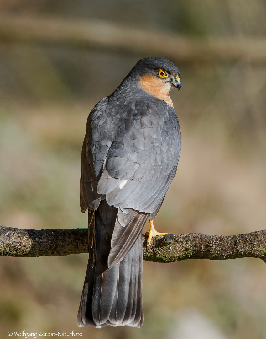   - SPERBER - ( Accipiter nisus )