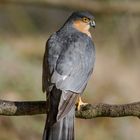   - SPERBER - ( Accipiter nisus )