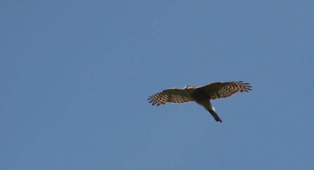 Sperber (Accipiter nisus)