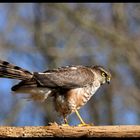 - Sperber - ( Accipiter nisus )