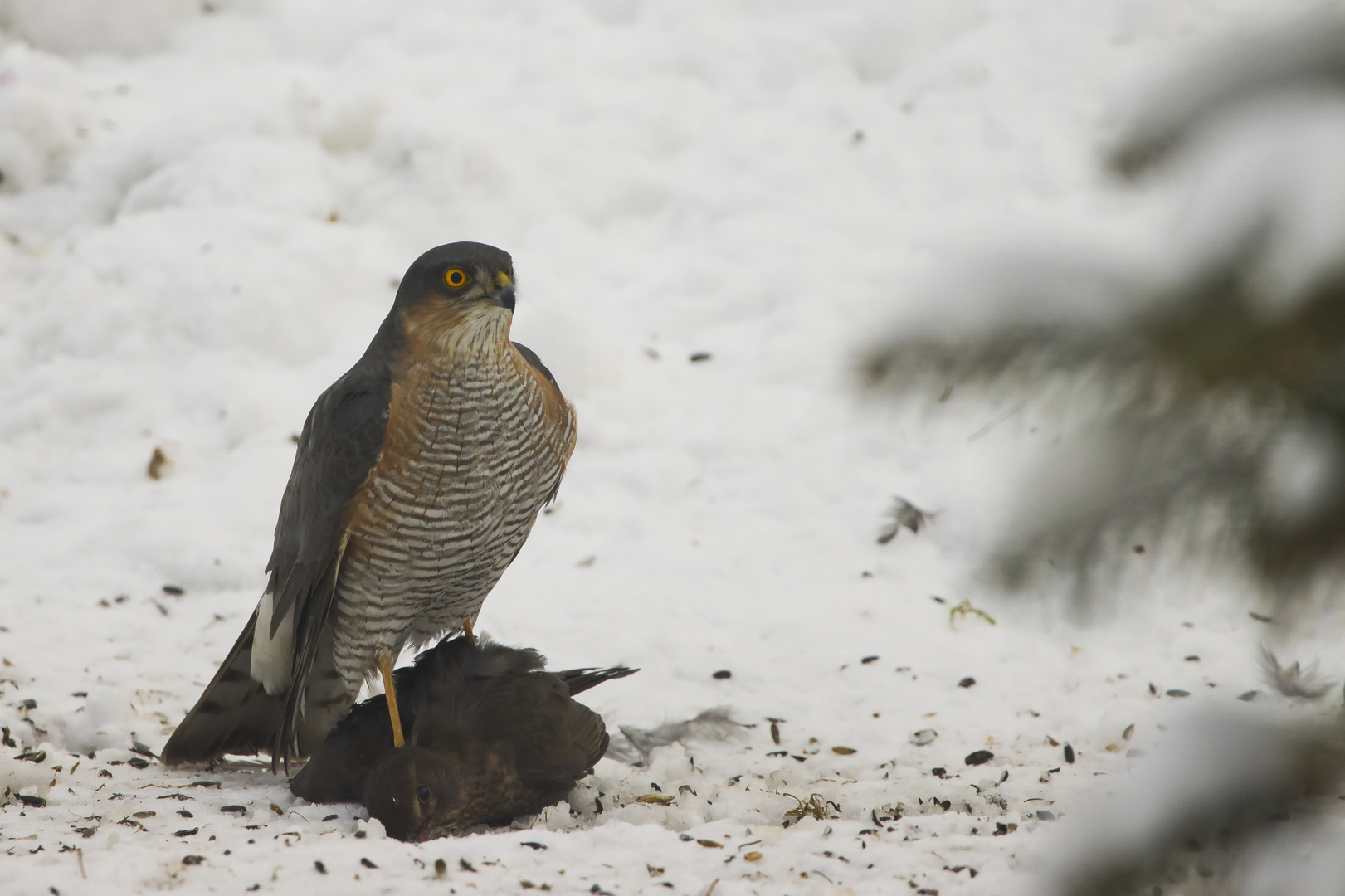 Sperber (Accipiter nisus)