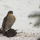 Sperber (Accipiter nisus)