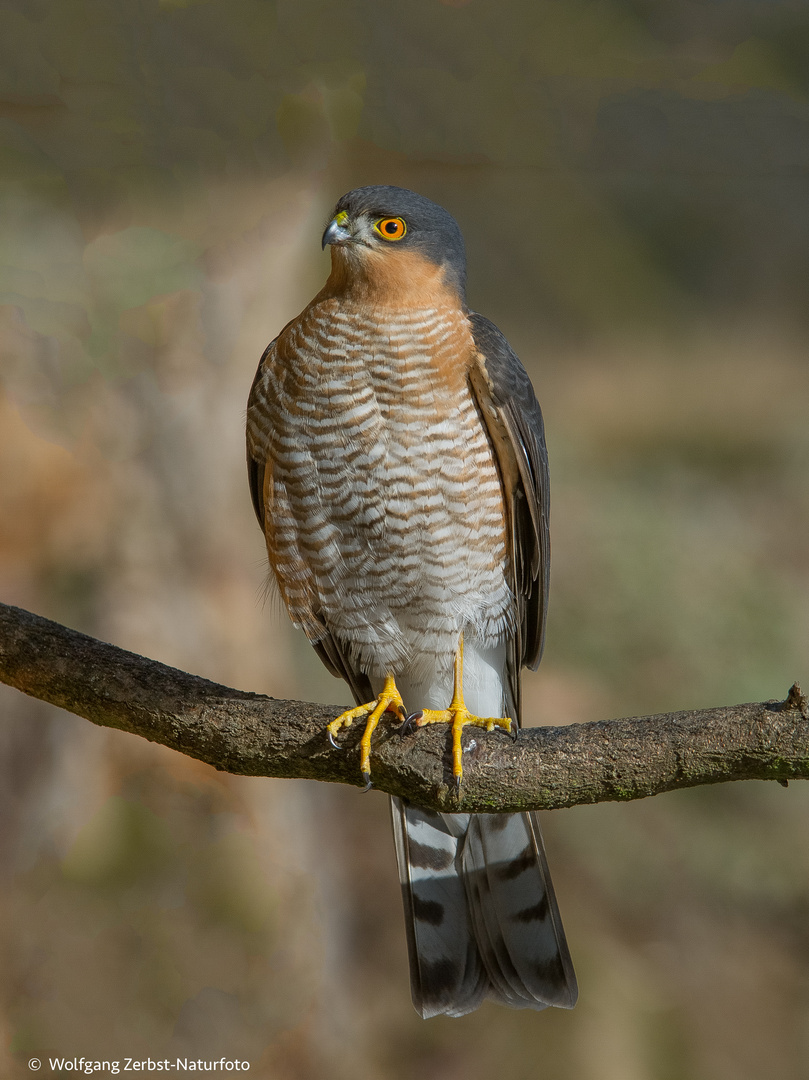 -- Sperber --( Accipiter nisus )