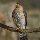 -- Sperber --( Accipiter nisus )