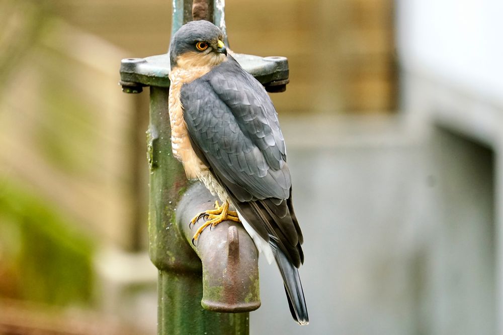 Sperber (Accipiter nisus)