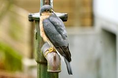 Sperber (Accipiter nisus)