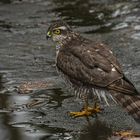 Sperber (Accipiter nisus)