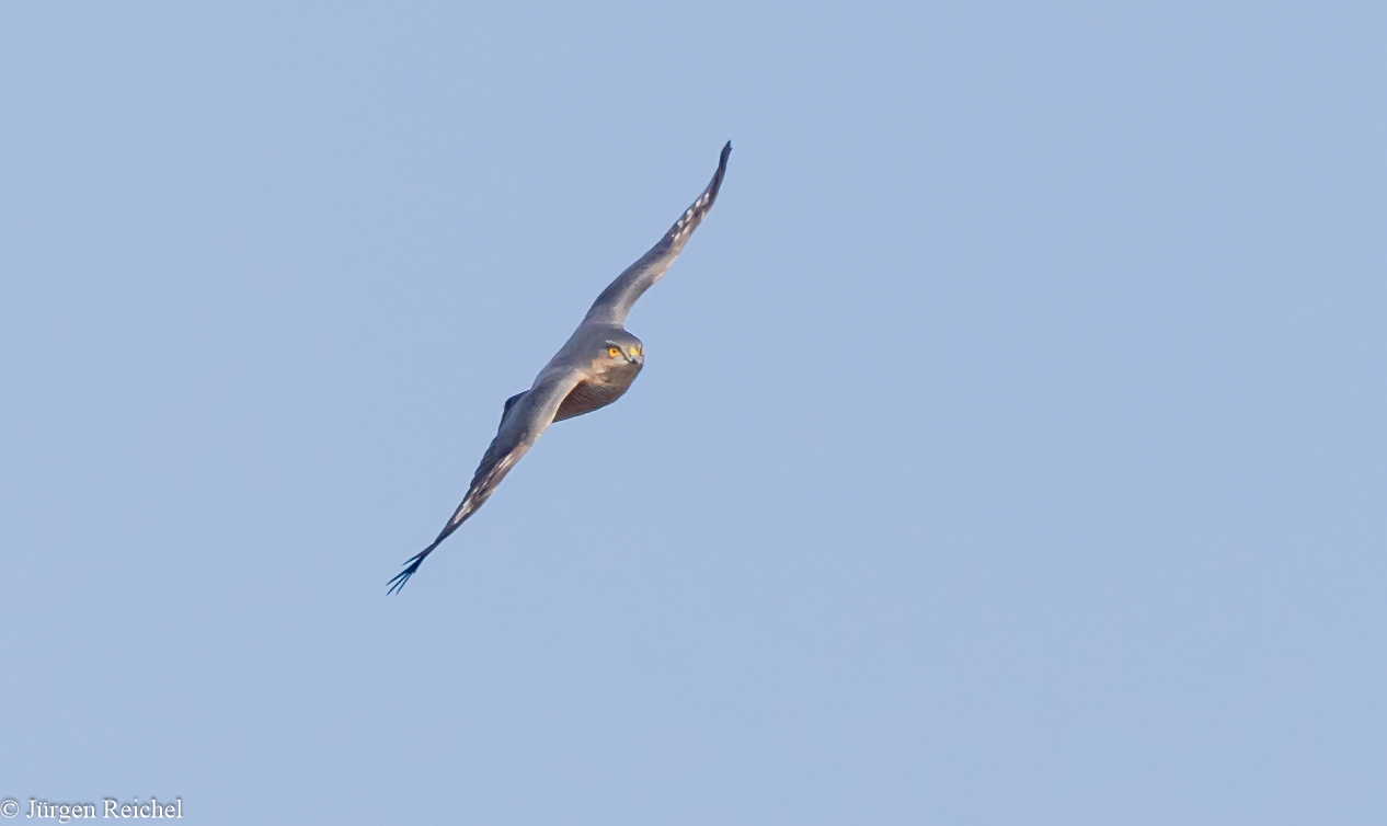 Sperber (Accipiter nisus) 