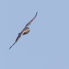 Sperber (Accipiter nisus) 