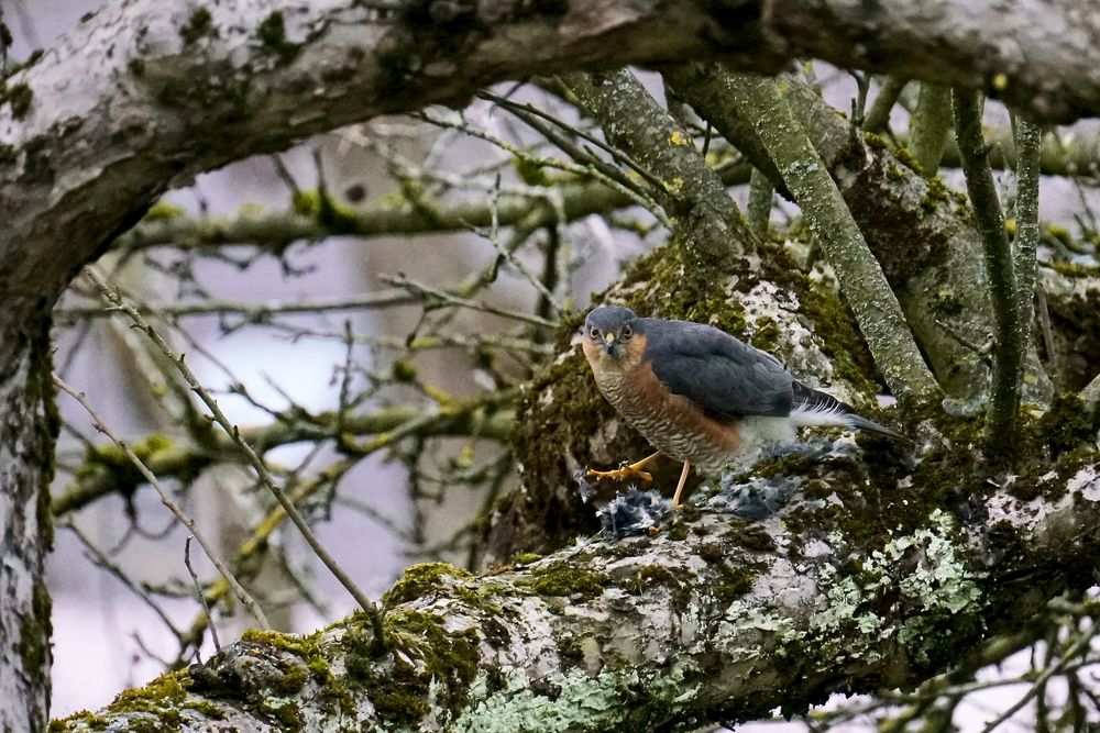 Sperber (Accipiter nisus) 