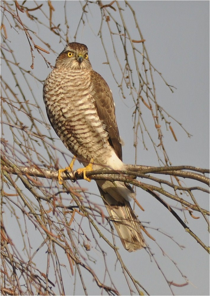 Sperber (Accipiter nisus)