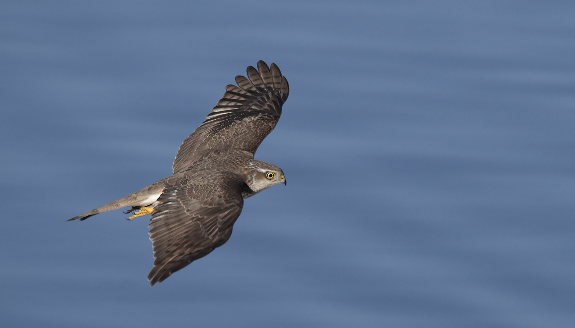 Sperber (Accipiter nisus)