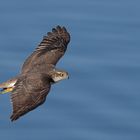 Sperber (Accipiter nisus)