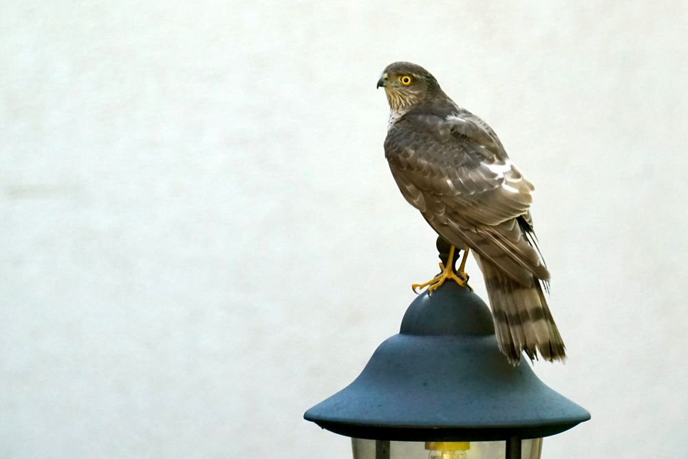 Sperber (Accipiter nisus)