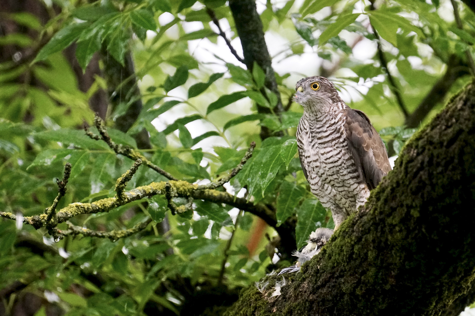 Sperber (Accipiter nisus)