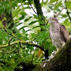 Sperber (Accipiter nisus)