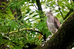 Sperber (Accipiter nisus)