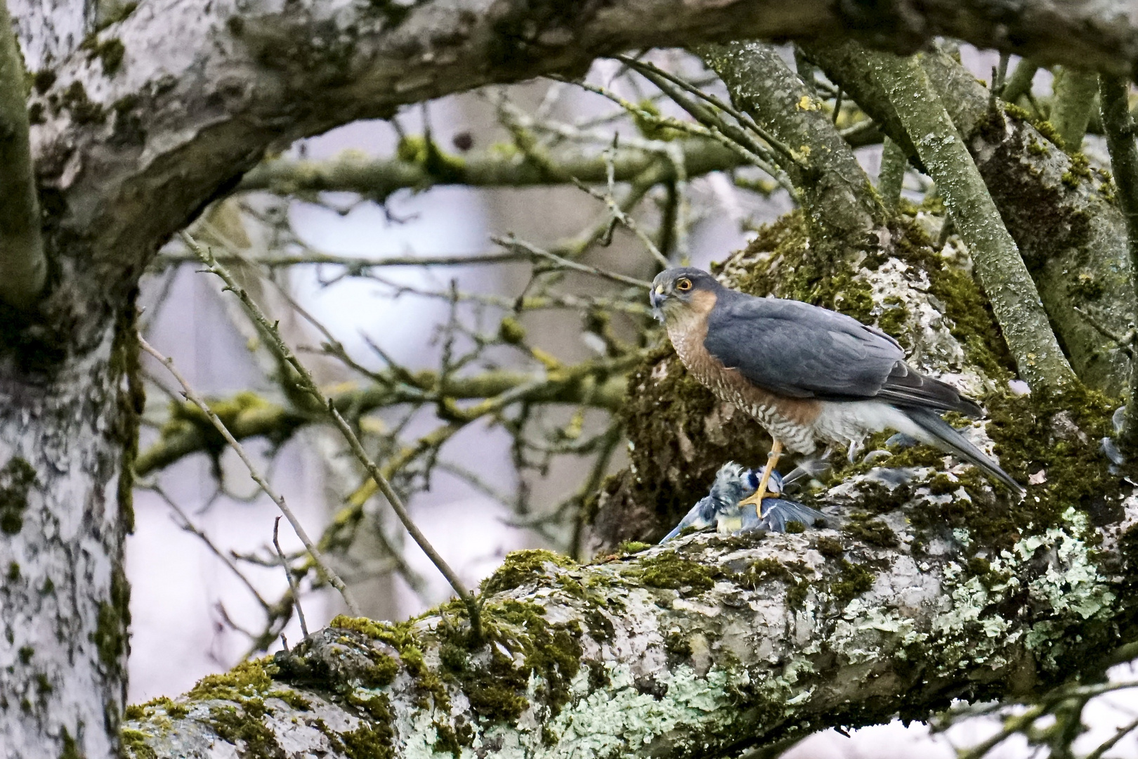 Sperber (Accipiter nisus) 