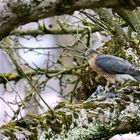 Sperber (Accipiter nisus) 