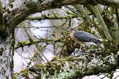 Sperber (Accipiter nisus) 